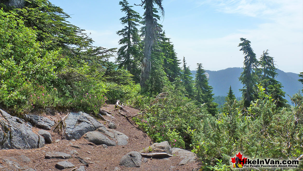 St Mark's Summit Trail